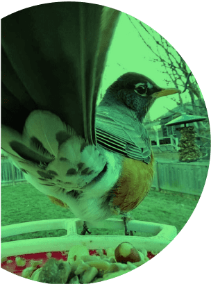 Smart bird feeder capturing bird activity