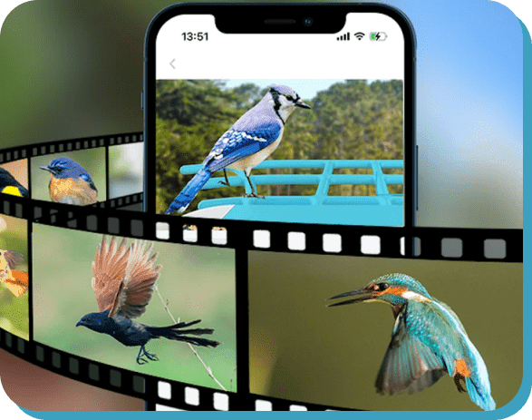 Birds activity image
