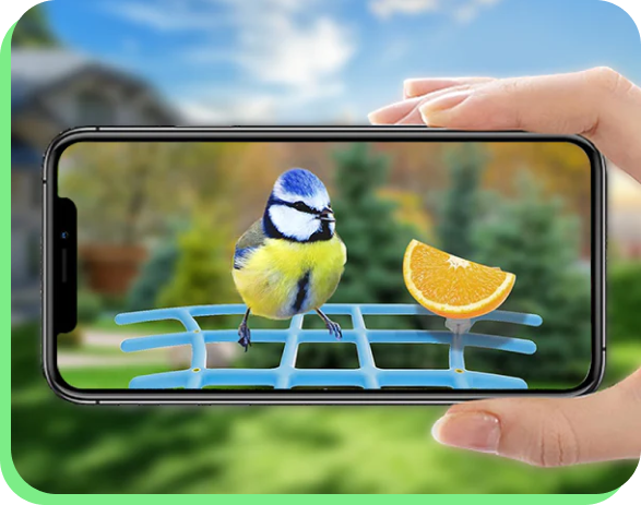 Watching bird activity using mobile.
