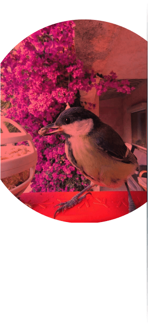 Bird is eating and watch it using smart bird feeder.